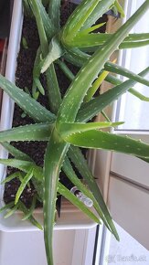 Aloe vera - 2