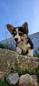 Welsh Corgi Pembroke s pp - 2