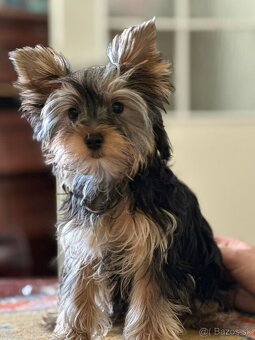 Yorkshire Terrier - 2