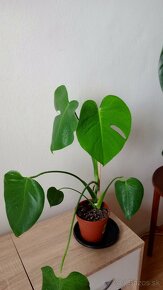 Monstera Deliciosa - 2