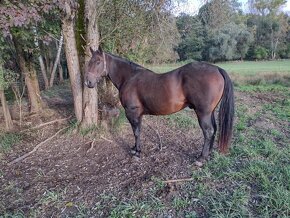 Quarter horse valach bez PP - 2