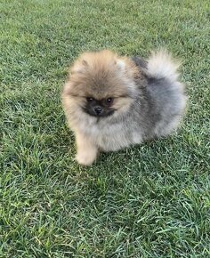 Pomeranian - 2