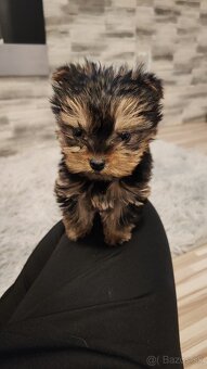 Yorkshire terrier - 2