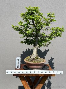 Bonsai Hrab / Carpinus betulus - 2