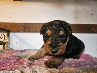 Welshterrier - 2