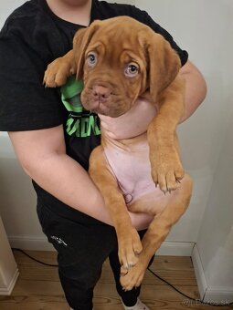 Dogue de bordeaux  Bordeauxska doga šteniatka - 2