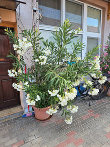 Oleander - 2