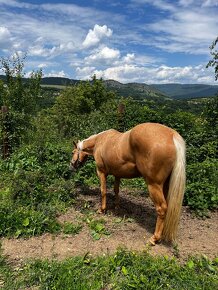 QH kobyla palomino - 2