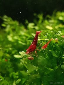 Krevetky neocaridina - 2