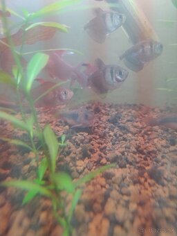 Corydoras - 2