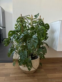 Monstera Adansonii - 2