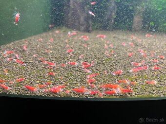 Caridina Super Crystal Red - 2