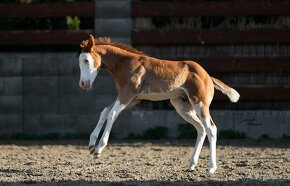 Krasny Quarter horse zrebcek - 2