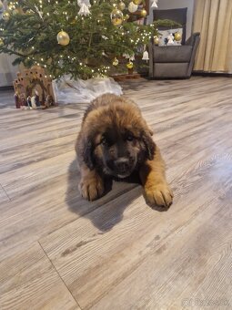 Leonberger - šteniatka s PP - 2