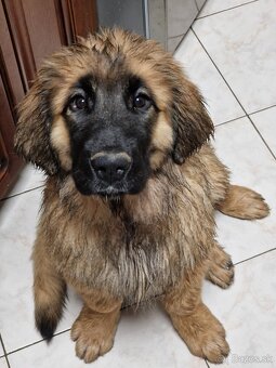 Leonberger - šteniatka s PP - 2