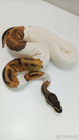 Python regius zlava 20% - 2