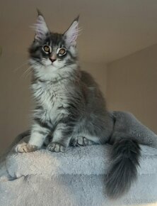 MAINE COON - mainská mývalia s PP - 2