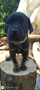 Šteniatka Cane Corso - 2