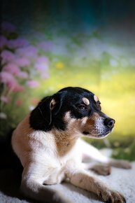 Jack Russell Terier - parson - 2