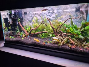 60litrove akvarium - 2