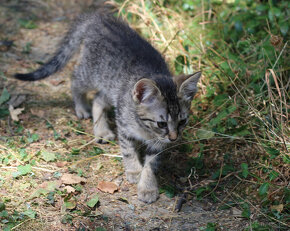 maciatka do domu 5 mesacne - 2