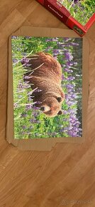 Puzzle Castorland Bear - 2