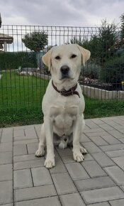 Krytie labrador - 2