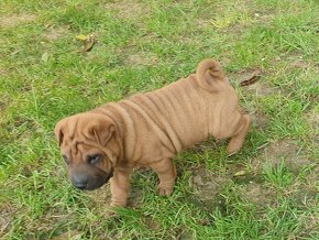 Shar-pei - 2