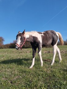 Polročná kobylka mix APH/ARAB - 2