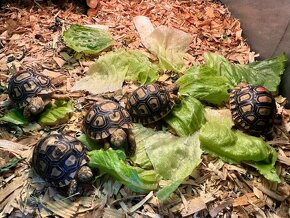 Korytnačka leopardia - Stigmochelys pardalis - 2