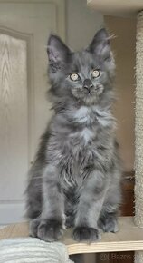 MAINE COON - Mainská mývalia s PP - 2