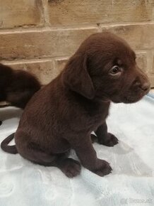 Labrador retriever šteniatka - 2