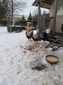 Wyandotka strieborná čierno lemovaná - veľká forma - 2