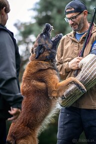 Belgický ovčák tervueren - 2