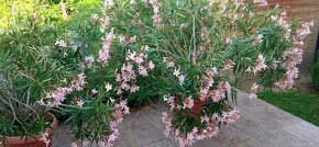 oleander, veľký ker - 2