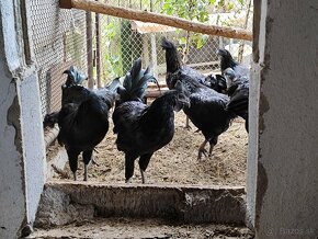 Ayam cemani - 2