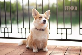 Welsh Corgi Pembroke - 2