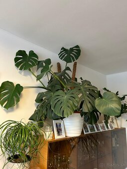 Monstera - 2