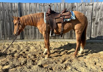 American Quarter Horse - 2