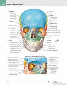 Netterov anatomický atlas človeka - 2