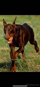 Doberman - 2