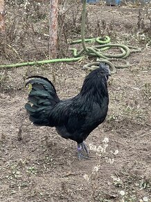 Darujem ayam cemani, tochtorocneho kohuta - 2