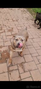 American bully - 2