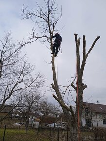 Arboristické práce, ošetrenie stromov, výrub stromov - 2