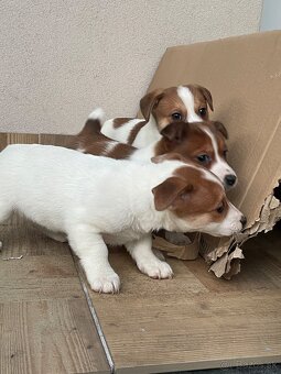 Jack russel terier - 2