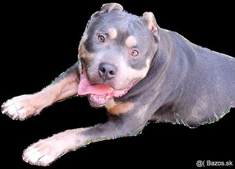 American bully - 2