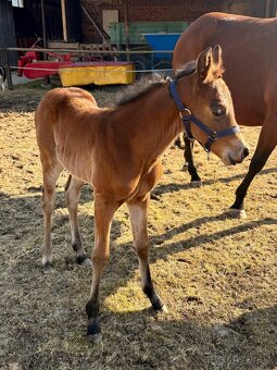 Kobylka Quarter Horse (AQH) - 2