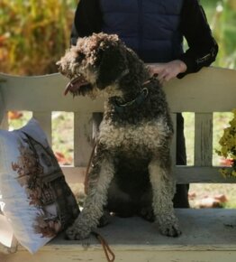 Lagotto Romagnolo krytie - 2