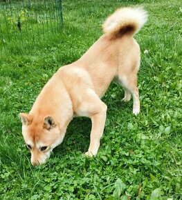 Shiba inu  šiba inu - 2