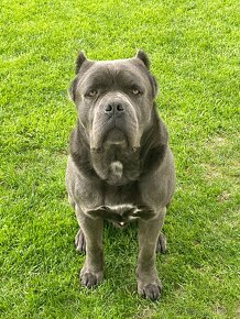 Cane corso krytie - 2